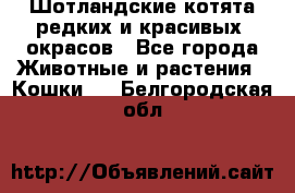 Шотландские котята редких и красивых  окрасов - Все города Животные и растения » Кошки   . Белгородская обл.